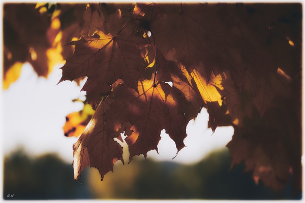 Licht & Schatten an einem wunderschönen Herbstmorgen