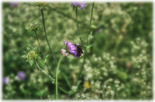 Eine Hummel auf einer Acker-Witwenblume