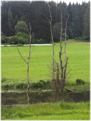 Wo ist die Nilgans?