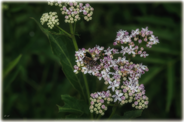 Eine Wildbiene....