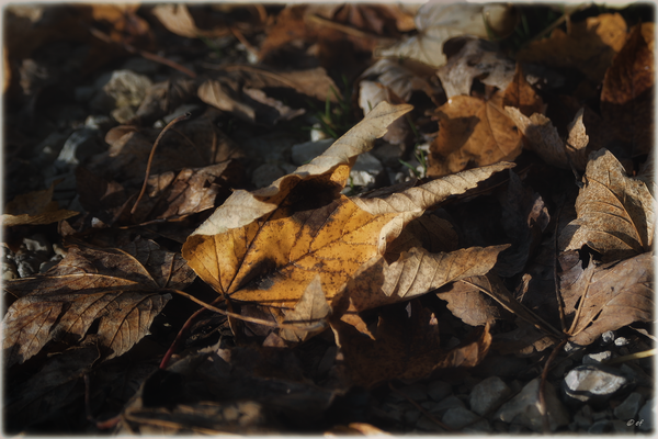 Unter vielen
