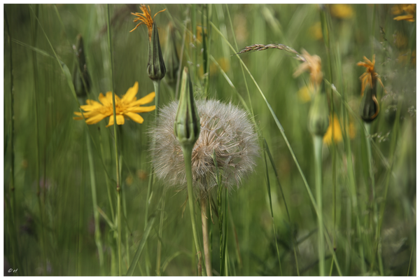 Die große Pusteblume des Wiesen-Bocksbarts