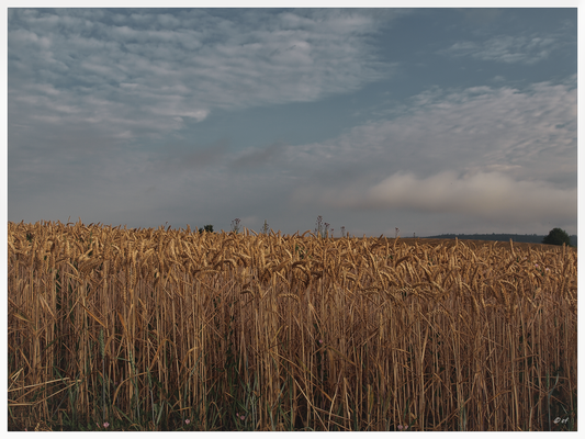 Felder & Firmament