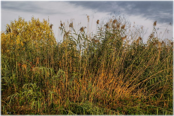 Die herbstlichen Farben des Schilfs