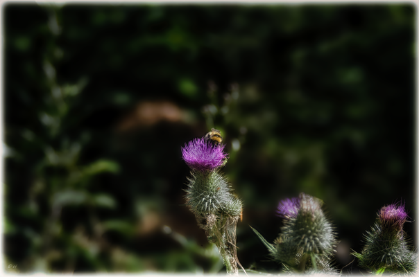 Eine Hummel auf einer Distel