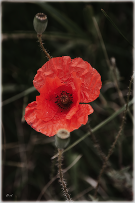 Die wunderschöne Blüte des Mohns