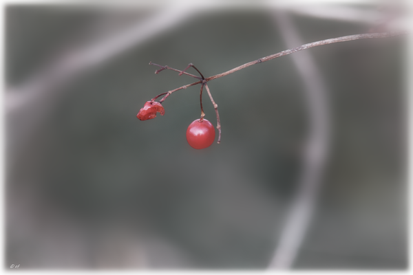 Beeren