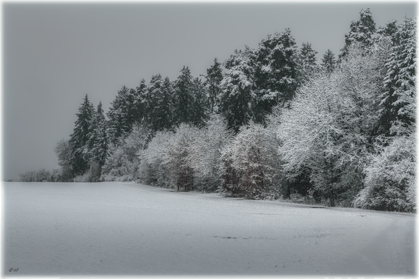 Am Rande eines Waldstücks im Schnee