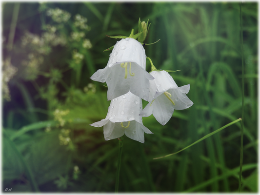 Große Weiße Glockenblumen am Wegesrand