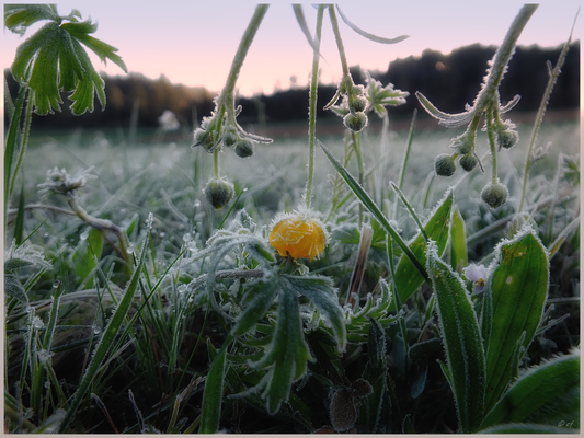 Butterblume