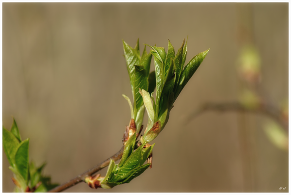 Der Frühling ist da