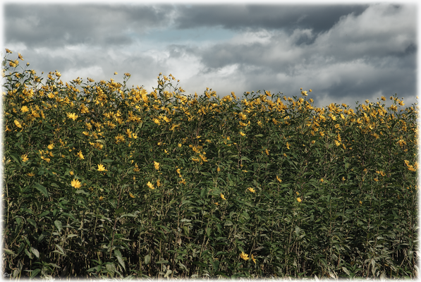 Wunderschöne Sonnenblumenfelder glänzen in kräftigem Gelb
