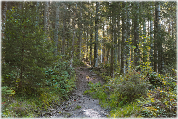 Der Pfad schlängelt sich mitten durch den Wald