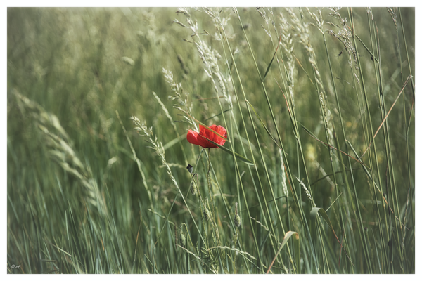 Eine Mohnblume bei leichtem Wind