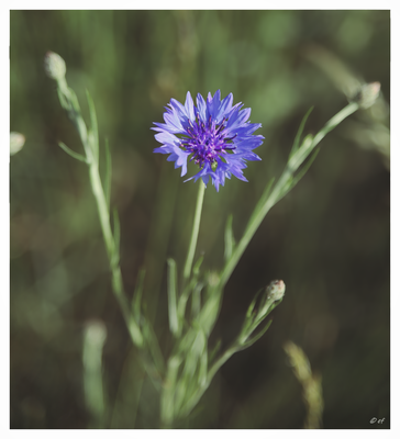 Die Kornblume