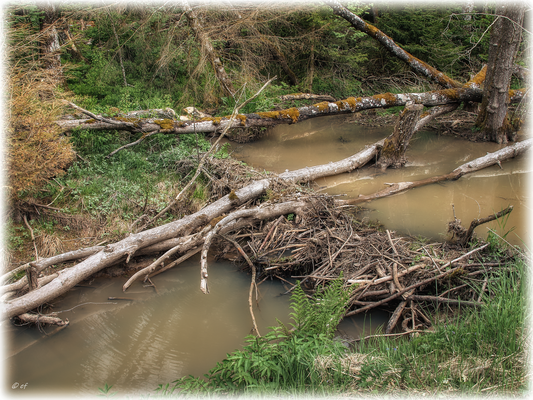 Aus Ästen werden Dämme gebaut
