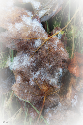  Ahornblätter im Winterlook