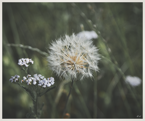 Die Pusteblume eines Wiesen-Bocksbarts neben einer noch sehr jungen Wilden Möhre