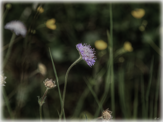 Die Acker-Witwenblume