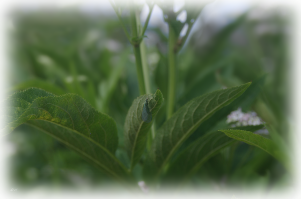 Eine Florfliege