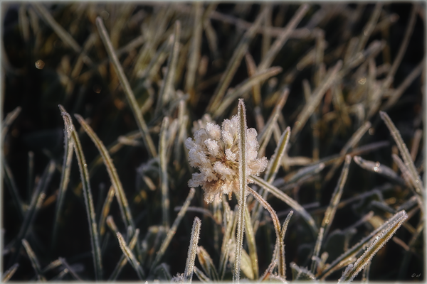 Der erste Bodenfrost