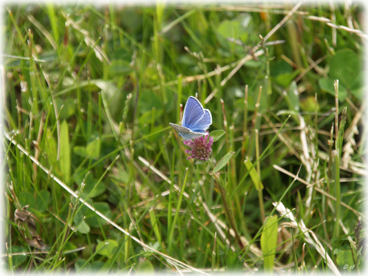 Ein Bläuling auf einer Kleeblüte