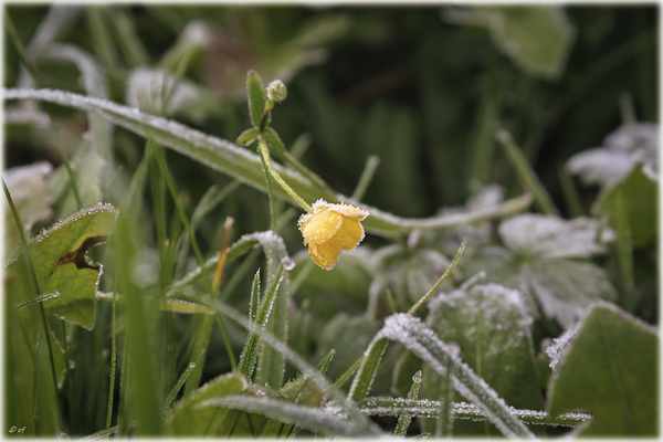 Die gefrorene Blüte der Butterblume