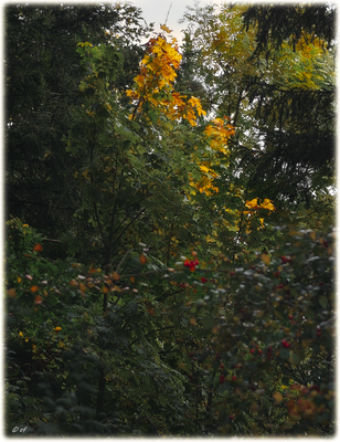 Ahornblätter im Herbst - ein wunderschönes Farbfest