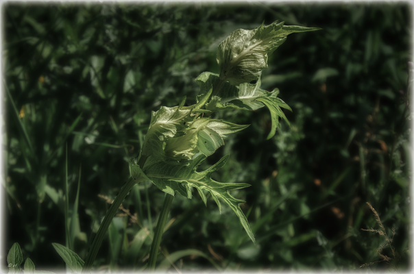 ... hier gut versteckt