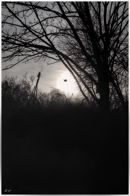 Der Greifvogel