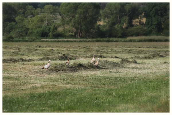 Eine Gruppe von Nilgänsen mit Jungvögeln genießt die morgendlichen Stunden