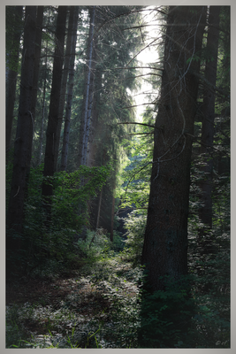 Der Wald bietet eine wohltuende Abkühlung