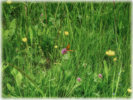  Ein Mauerfuchs auf einer umliegenden Wiese