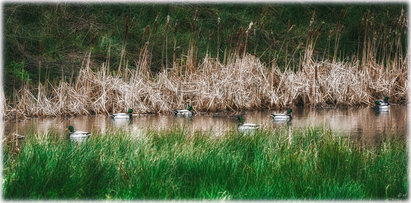 In den zahlreichen Gewässern im Selfkant fühlen sich Wasservögel wohl - Hier: Gruppenschwimmen der Stockenten