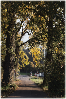 Die riesigen Pappeln