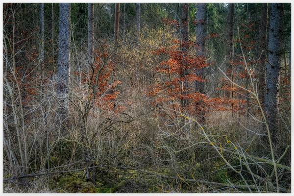 Buntes im Winterwald