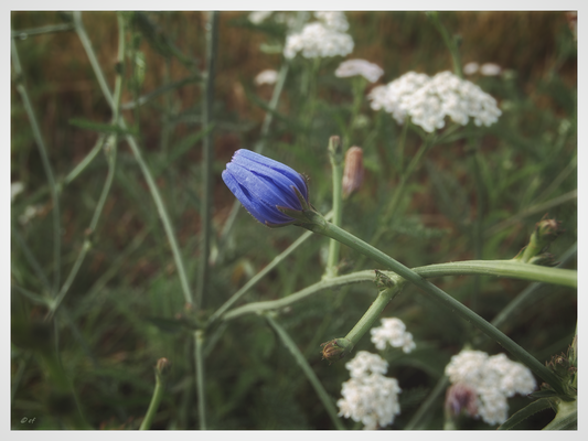 Eine geschlossene Blüte einer Gemeinen Wegwarte