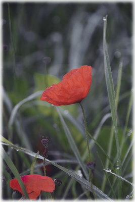 Rotes Erwachen