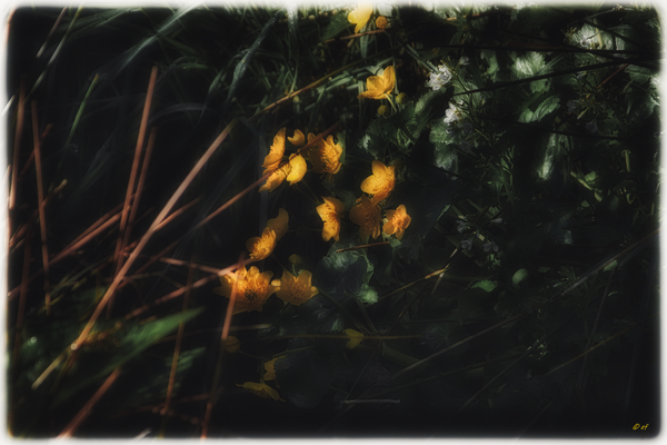 Die Sumpfdotterblume