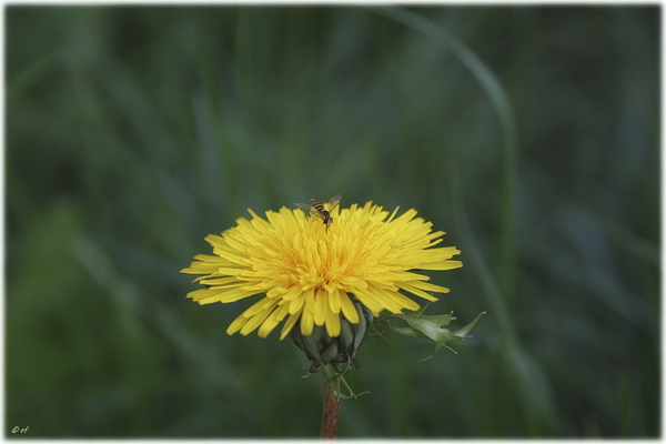Eine Schwebfliege auf einer Löwenzahnblüte