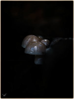 Wenn Pilze im Dunkeln blinken