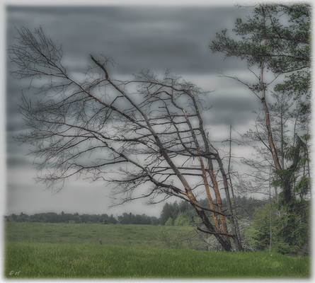 Der tote Baum - vom Wind gezeichnet