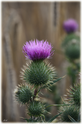 Die Gewöhnliche Kratzdistel