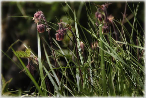 Die Blüten des Bach-Nelkenwurzes