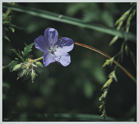 Der Wiesen-Storchschnabel (einzelne Blüte)