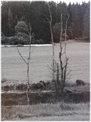 Wo ist die Nilgans? - SW