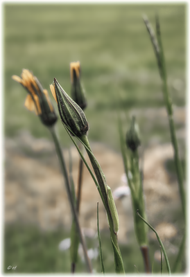 Der Wiesenbocksbart