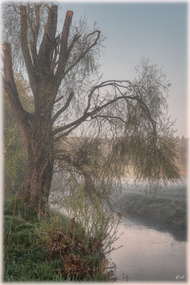 Holzige Greifer im Nebel