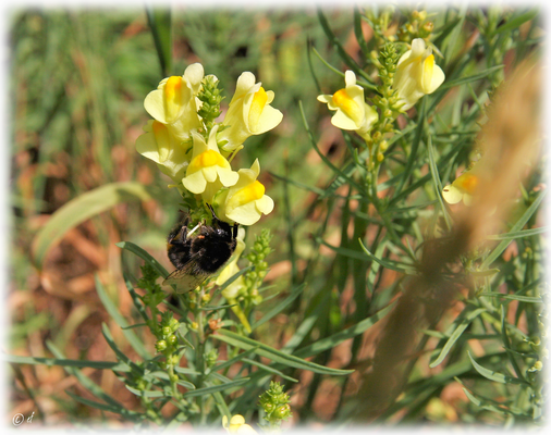 Eine Hummel beim Bestäuben des Frauenflachses