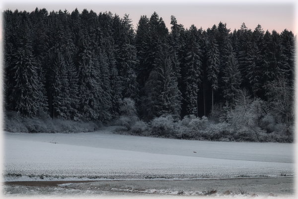 Der Fuchs in der Ferne
